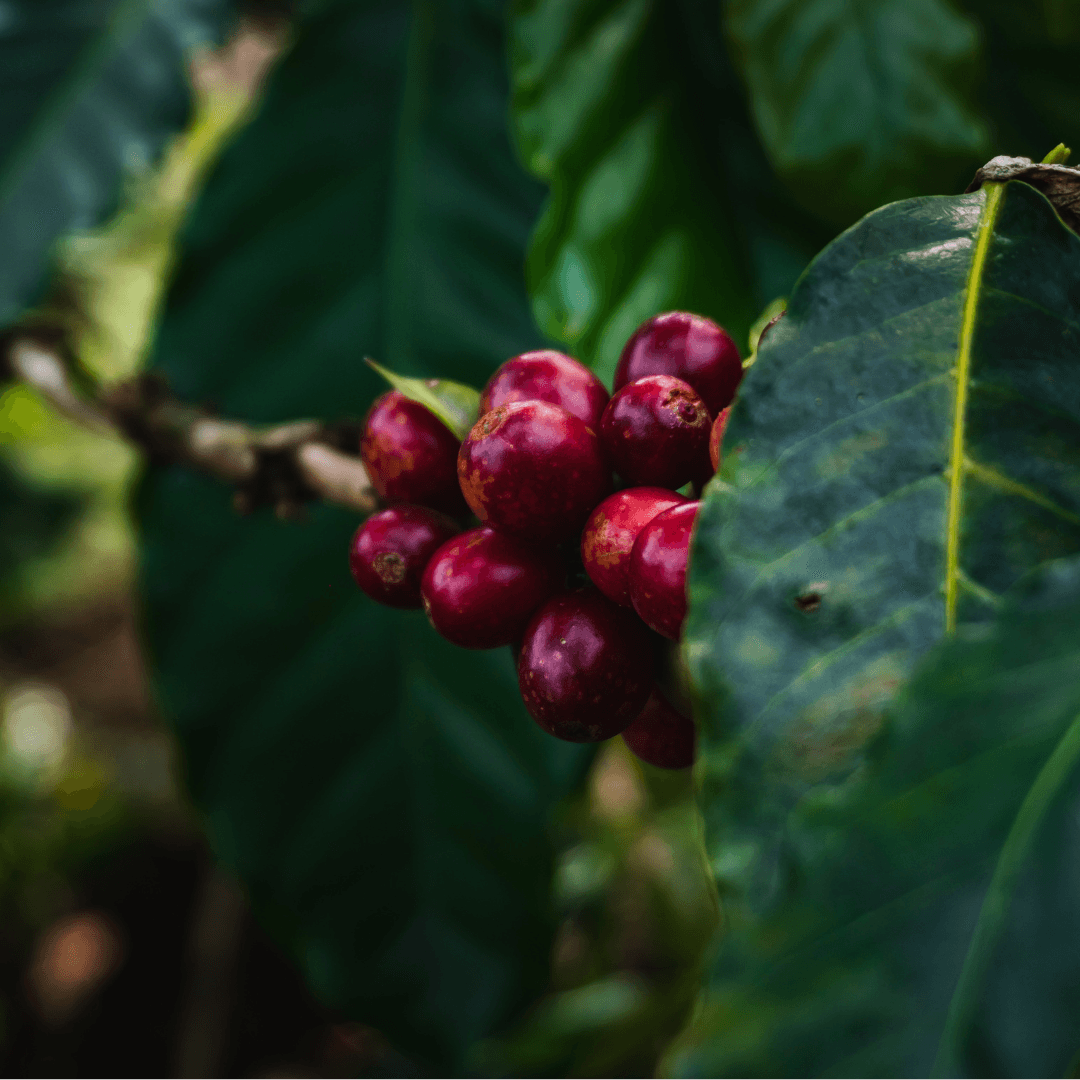 Biodiverso Café Chocolate y Conservación