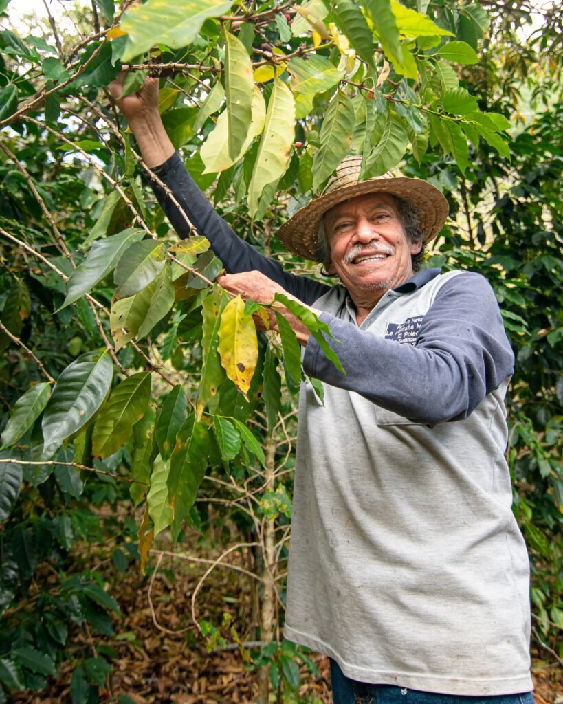 Cafe organico en proceso natural, cafe de origen colombiano