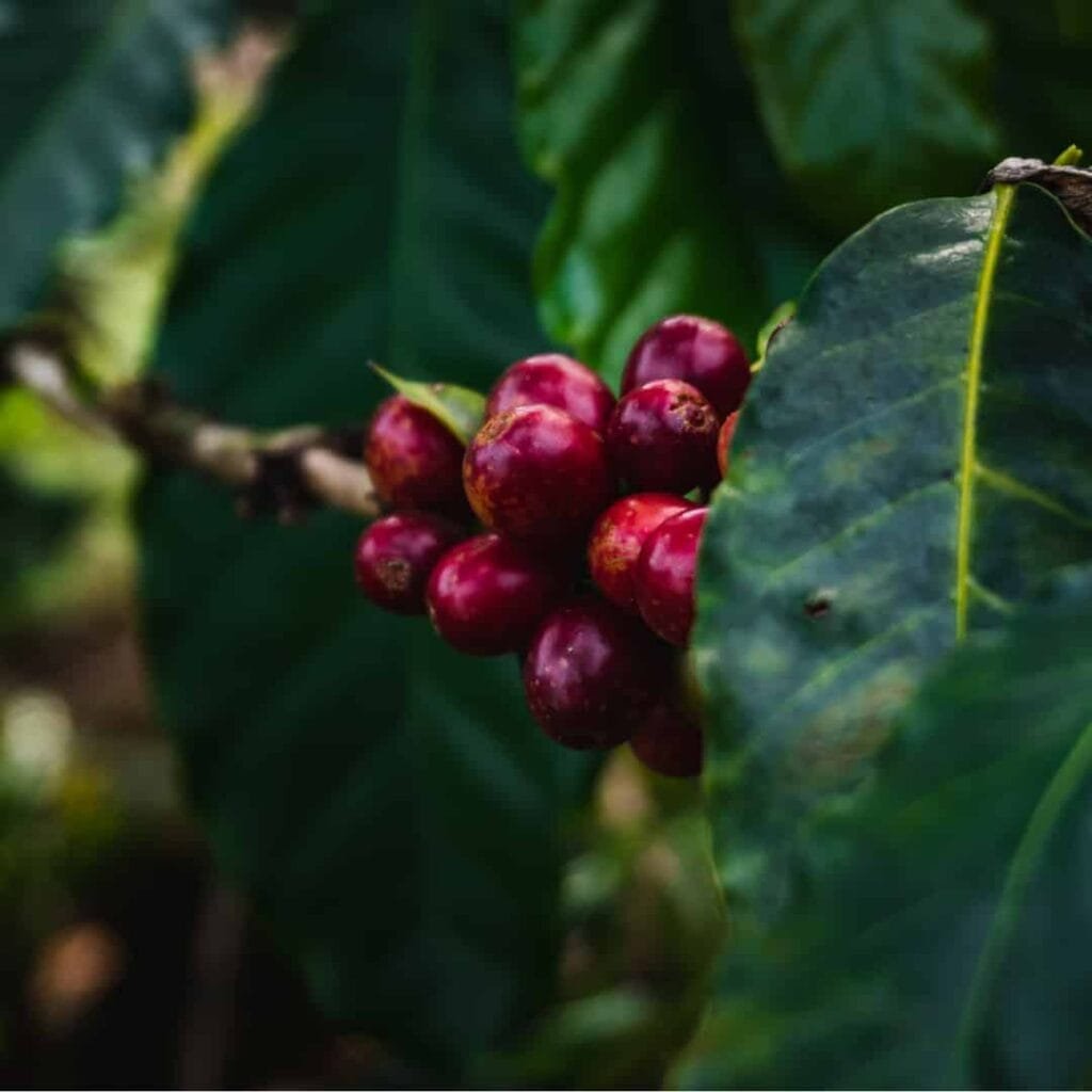 Grano de café maduro, variedad Colombia