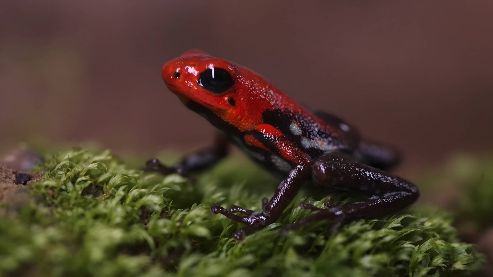 Rana dardo endémica de Colombia Andinobates virolinensis