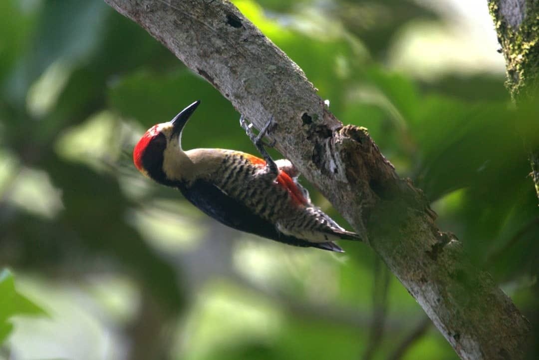 El carpintero bonito, (Melanerpes pulcher)