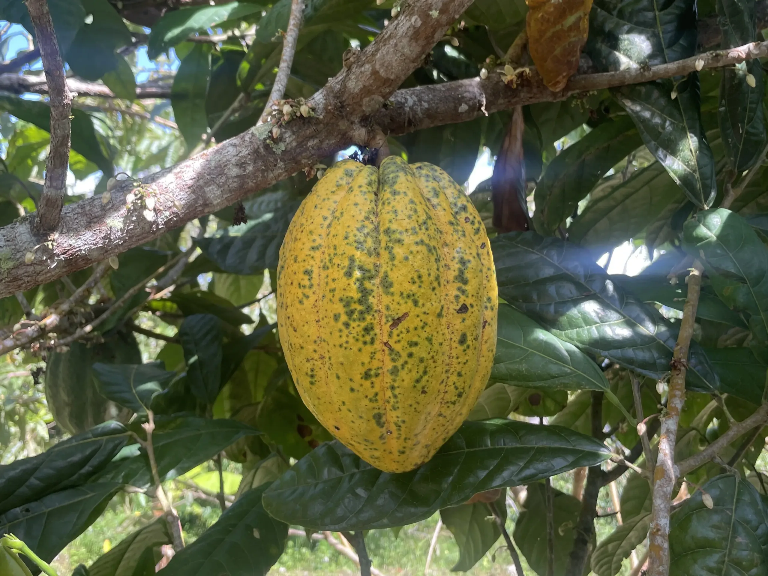mazorca de cacao criollo