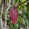 cacao sostenible colombiano