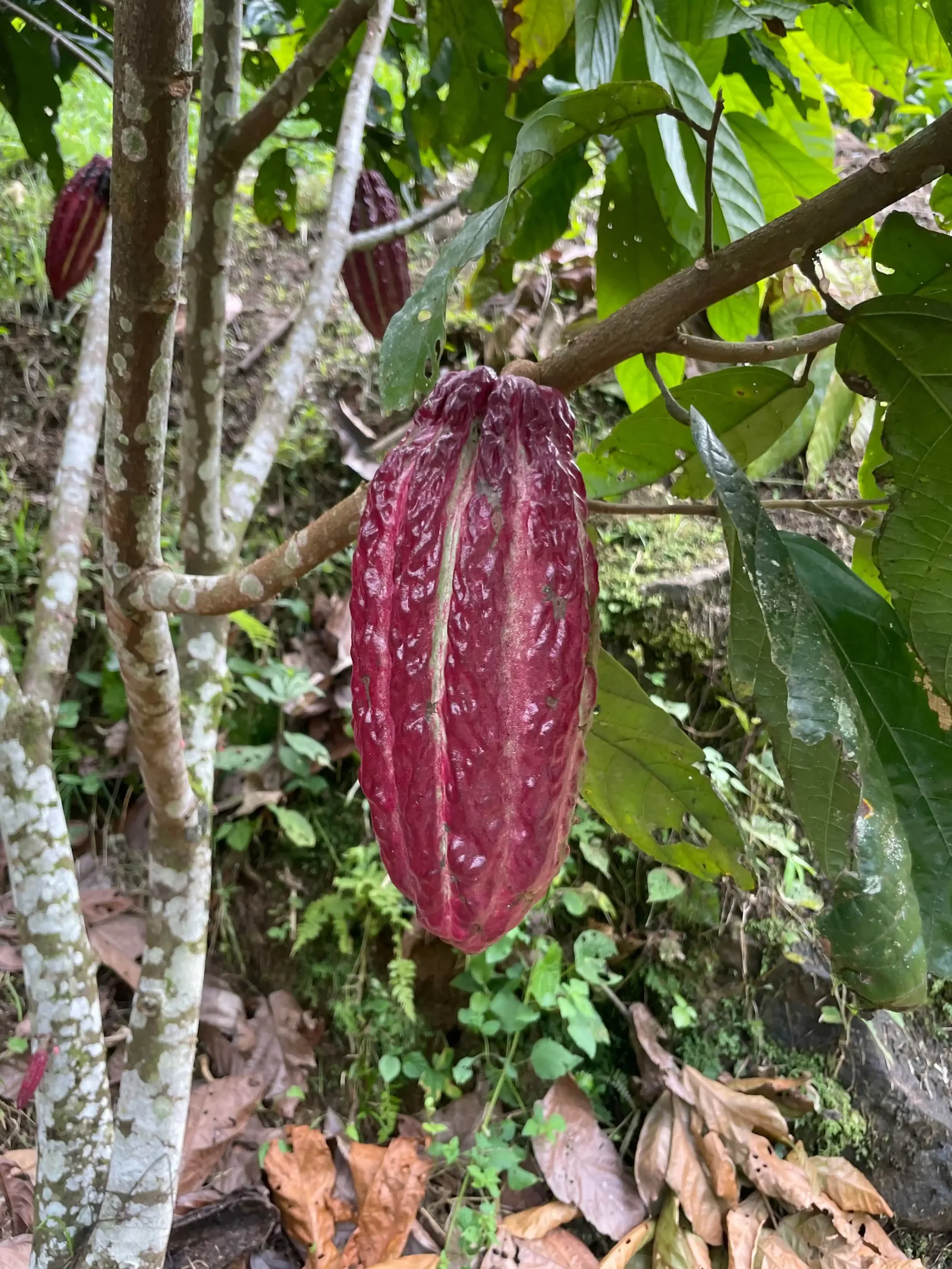 cacao sostenible colombiano