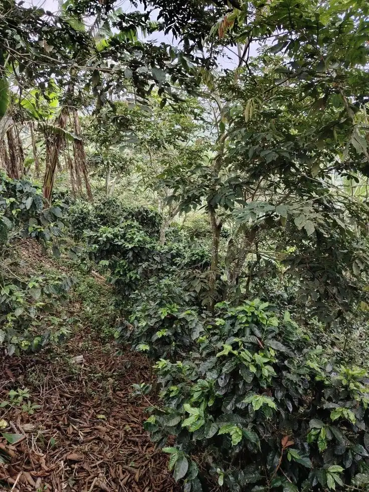 cultivo de café agroforestal