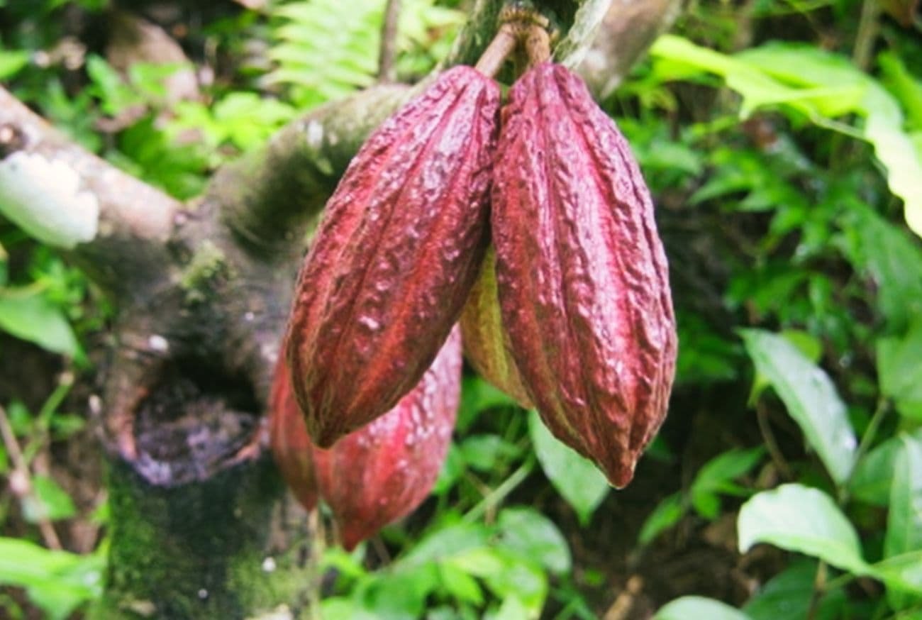 cacao sostenible colombiano
